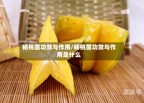 杨桃菌功效与作用/杨桃菌功效与作用是什么
