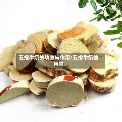 五指牛奶的功效与作用/五指牛奶的用量
