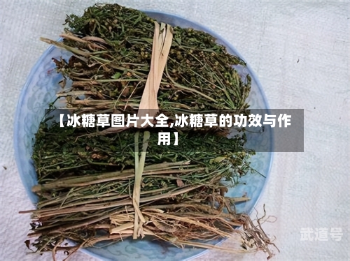 【冰糖草图片大全,冰糖草的功效与作用】