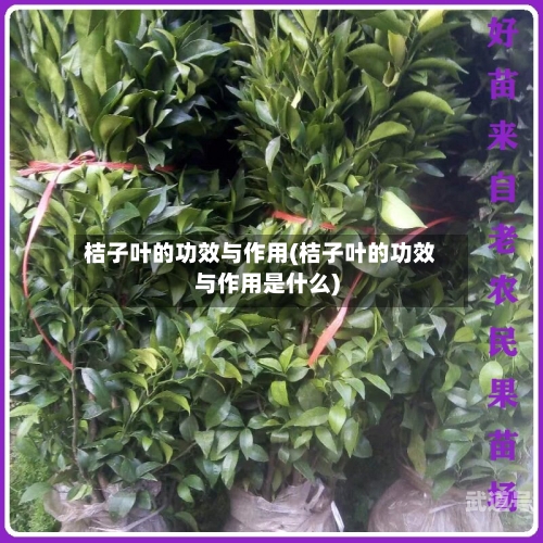 桔子叶的功效与作用(桔子叶的功效与作用是什么)-第1张图片