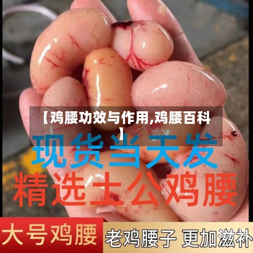 【鸡腰功效与作用,鸡腰百科】