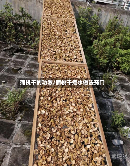 蒲桃干的功效/蒲桃干煮水做法窍门