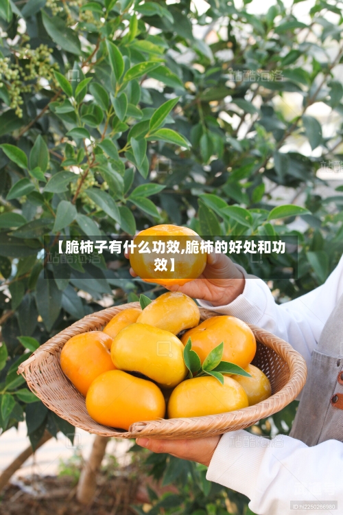 【脆柿子有什么功效,脆柿的好处和功效】