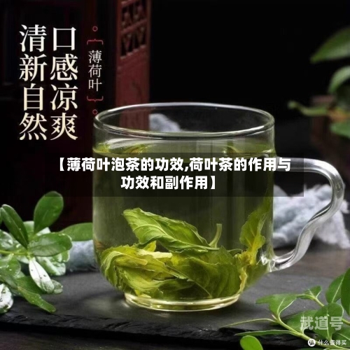 【薄荷叶泡茶的功效,荷叶茶的作用与功效和副作用】-第3张图片
