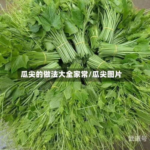 瓜尖的做法大全家常/瓜尖图片