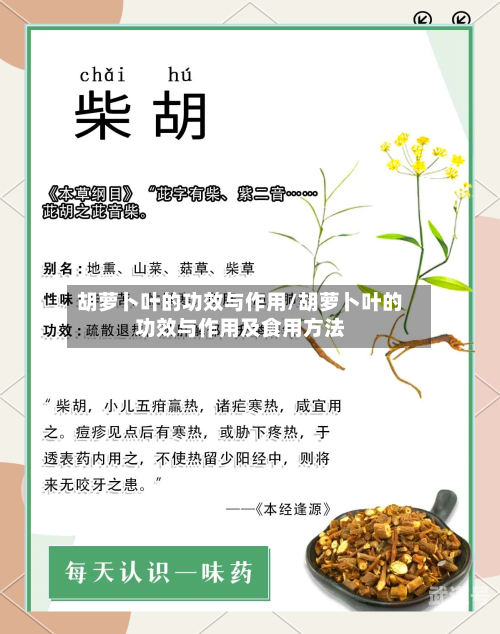 胡萝卜叶的功效与作用/胡萝卜叶的功效与作用及食用方法